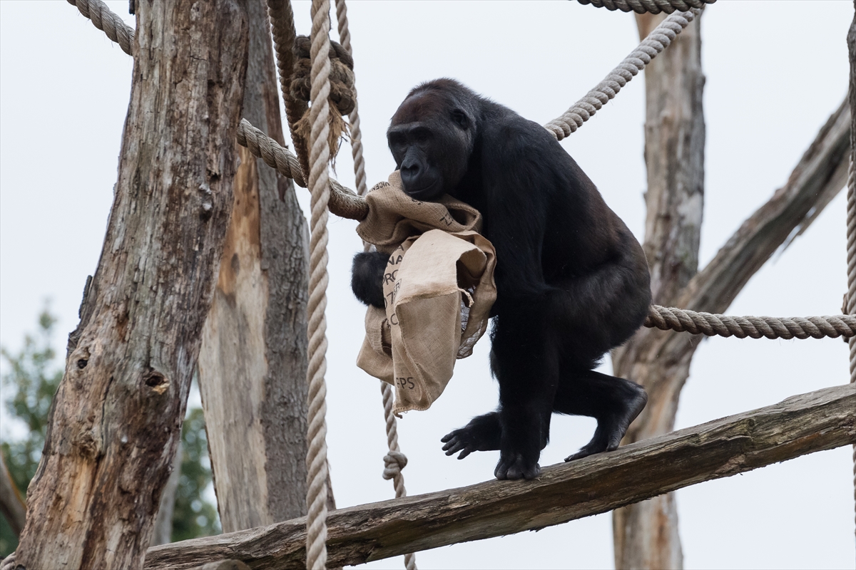 London Zoo’da maymunlara Noel sürprizi