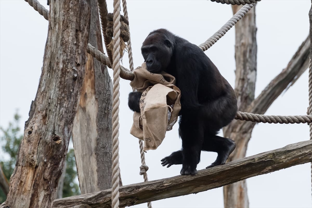 London Zoo’da maymunlara Noel sürprizi