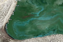 Manisa'daki Demirköprü Barajı yosunla kaplandı