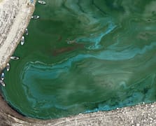 Manisa'daki Demirköprü Barajı yosunla kaplandı