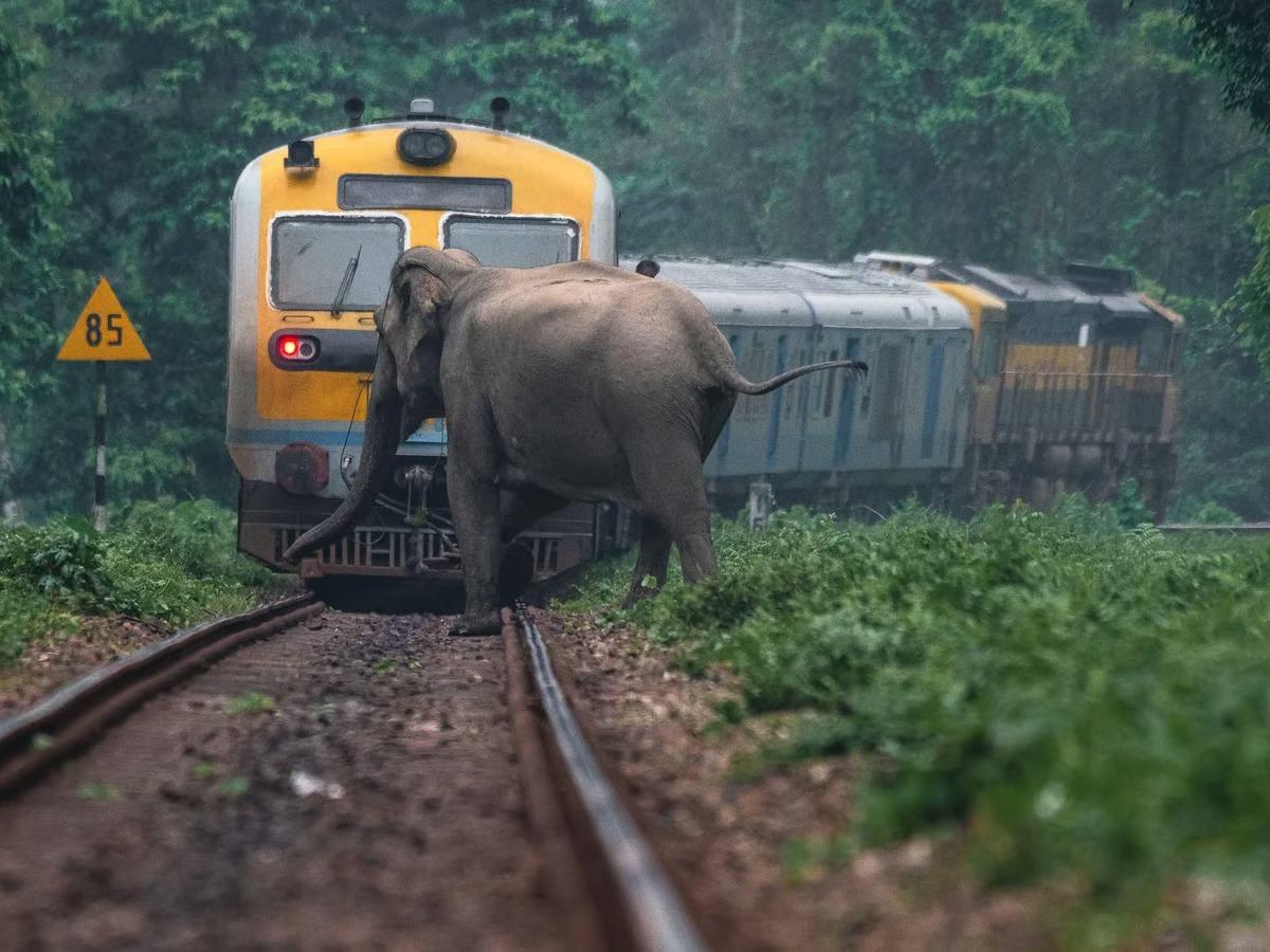 Hindistan'da fil sürüsüne tren çarptı
