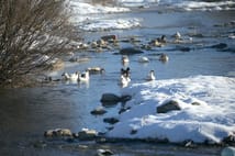 Kars’ta soğuk hava: Kazlar serin sularda yüzdü 