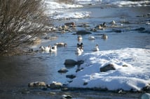 Kars’ta soğuk hava: Kazlar serin sularda yüzdü 