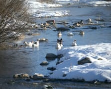 Kars’ta soğuk hava: Kazlar serin sularda yüzdü 