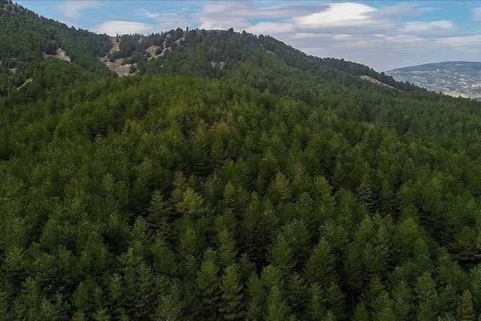 Ormanların korunması ve yönetimi için 6 ayda yaklaşık 10,9 milyar lira harcandı