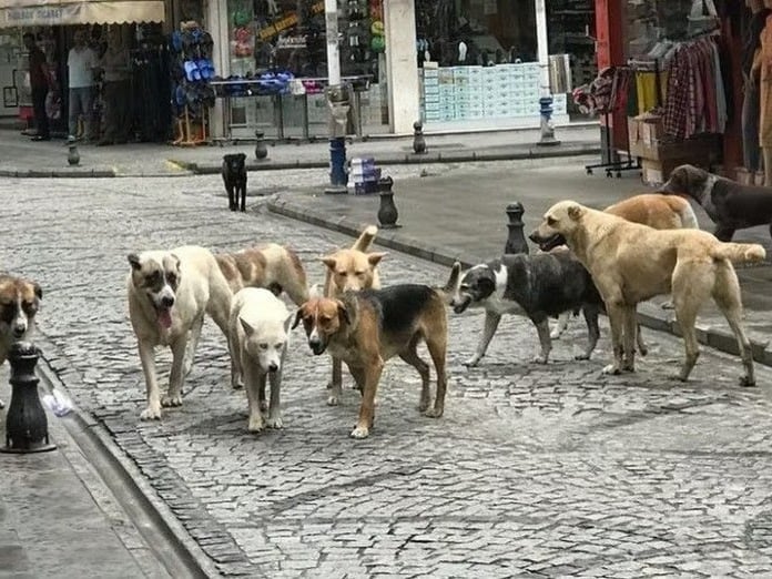 İstanbul'da başıboş köpek toplama kararı