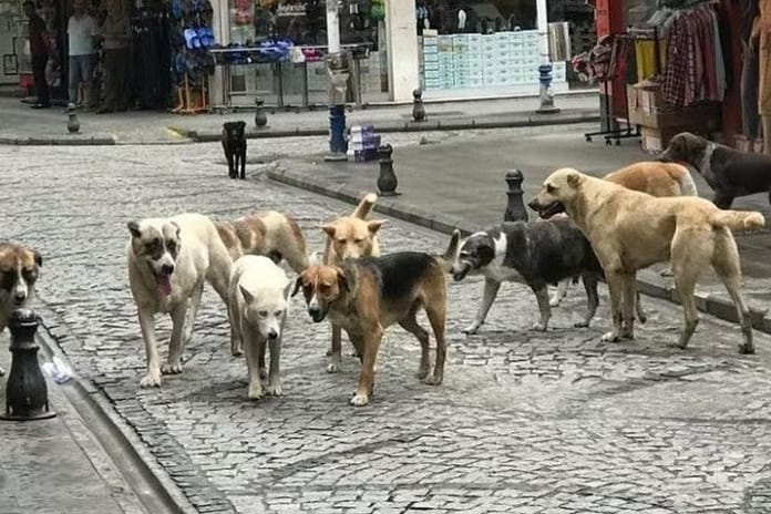 İstanbul'da başıboş köpek toplama kararı