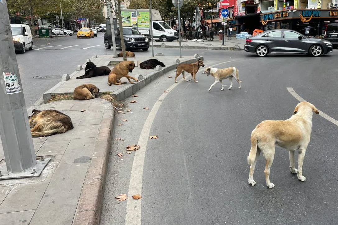 Kadın ve köpeğine yürüyüş sırasında başıboş köpekler saldırdı