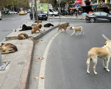 Kadın ve köpeğine yürüyüş sırasında başıboş köpekler saldırdı