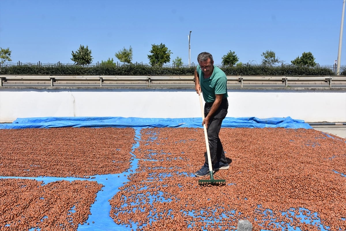 Karadeniz Sahil Yolu fındık harmanlarıyla süslendi