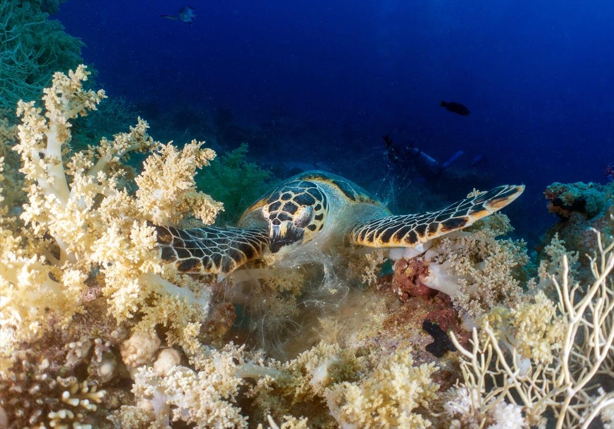 Kızıldeniz'in altındaki harikalar diyarı