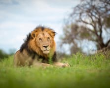 Hayvan parkından kaçan aslan bir vatandaşa saldırarak ağır yaraladı