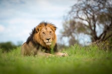 Hayvan parkından kaçan aslan bir vatandaşa saldırarak ağır yaraladı