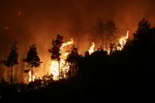 Lazkiye'de orman yangınları başladı