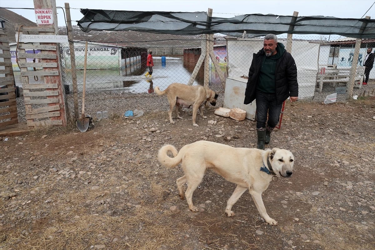 Sivas'ta karların erimesiyle Kangal köpeği çiftliğini su bastı
