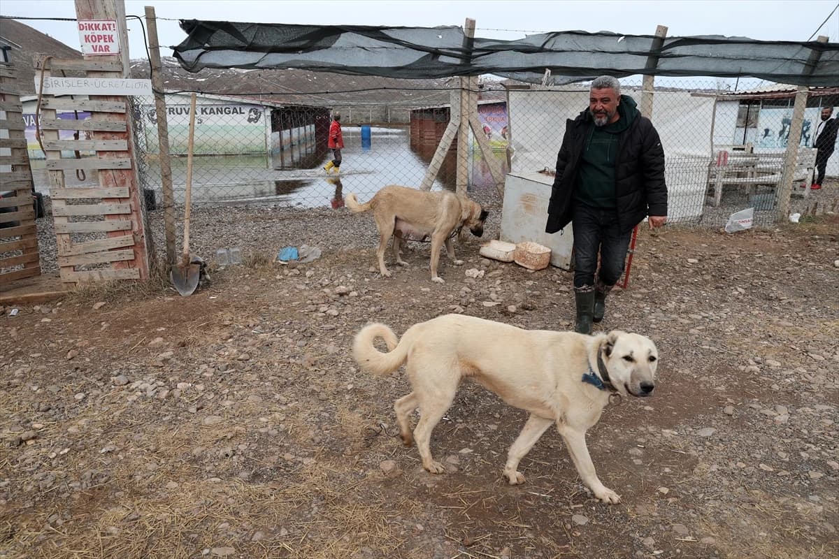 Sivas'ta karların erimesiyle Kangal köpeği çiftliğini su bastı