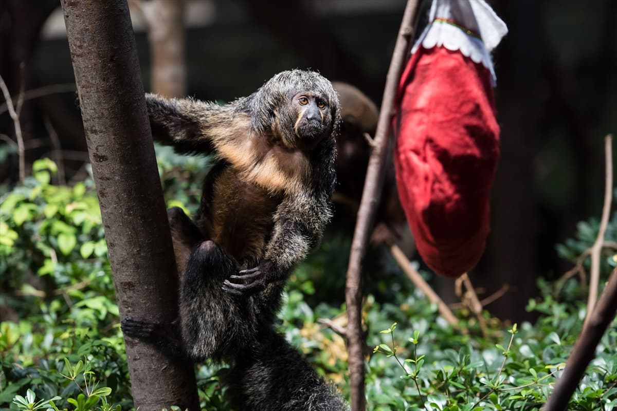 London Zoo’da maymunlara Noel sürprizi
