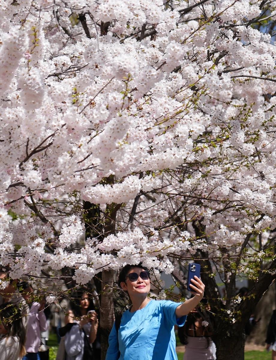 Toronto'da Japon esintisi | Dört bir yanı sardılar...