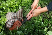 Türk çayının ihracat geliri ocakta yüzde 66 arttı