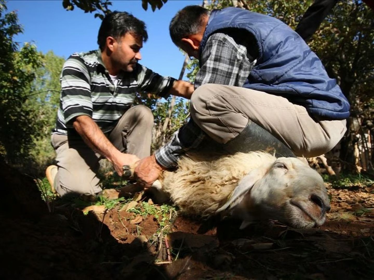 Kurban Bayramı öncesi hayati uyarı: Bu kişiler kesinlikle geri planda kalmalı!