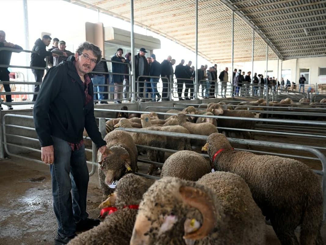 Edirne'de kurbanlık mezatı düzenlendi