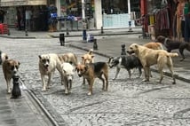 İstanbul'da başıboş köpek toplama kararı