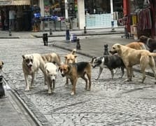 İstanbul'da başıboş köpek toplama kararı