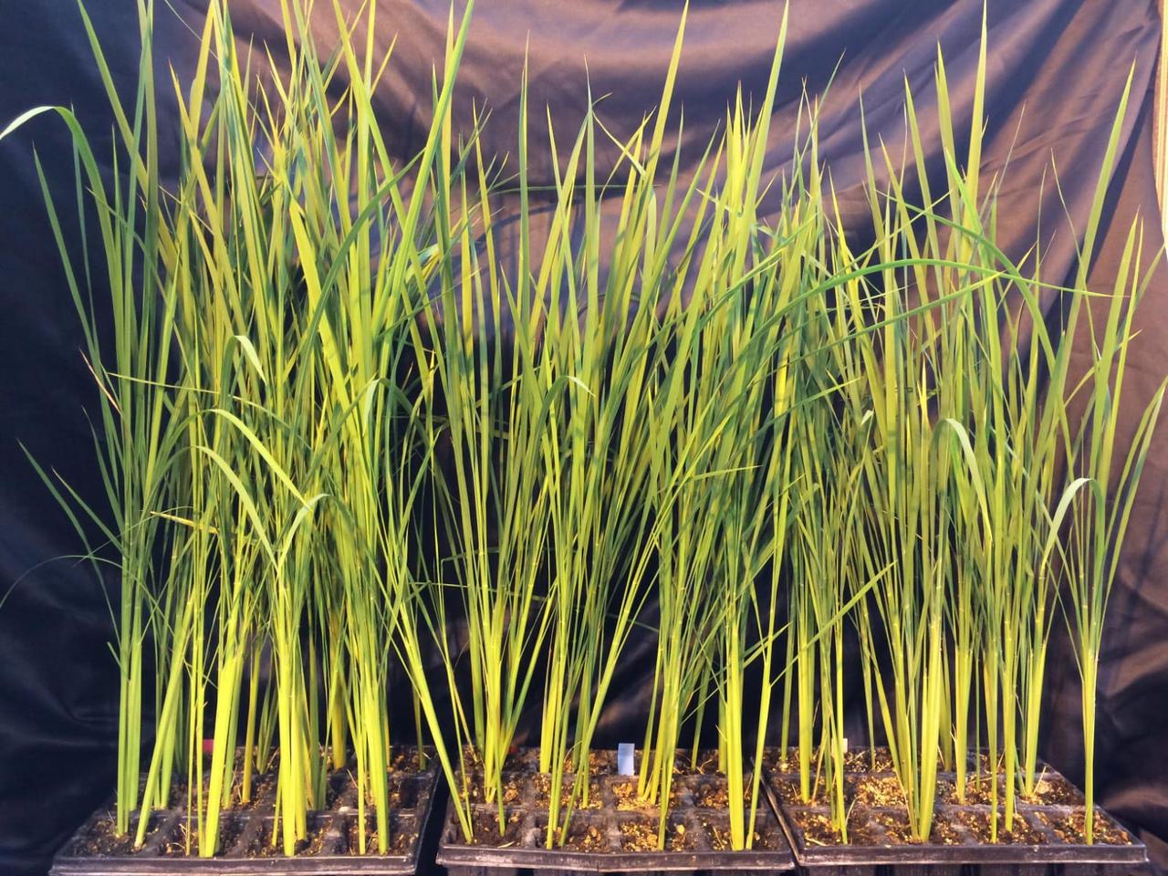 CRISPR-Cas mutajenize pirinç bitkileri koleksiyonu,Milan Üniversitesi