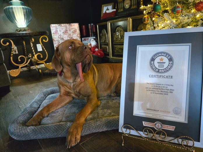 Köpek Ozzy Dünyanın en uzun dilli köpeği oldu