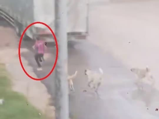 Başıboş köpek sürüsü çocuğa saldırdı