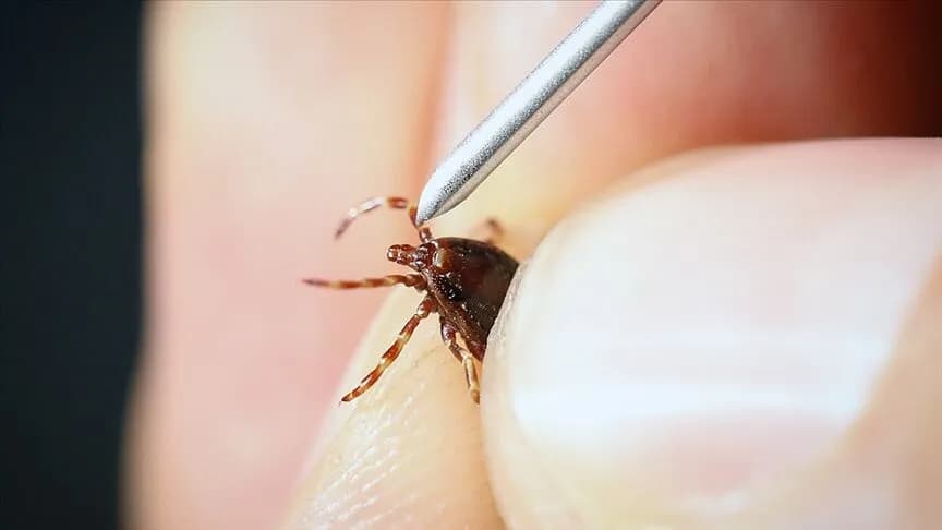 Lyme hastalığı nedir belirtileri nelerdir
