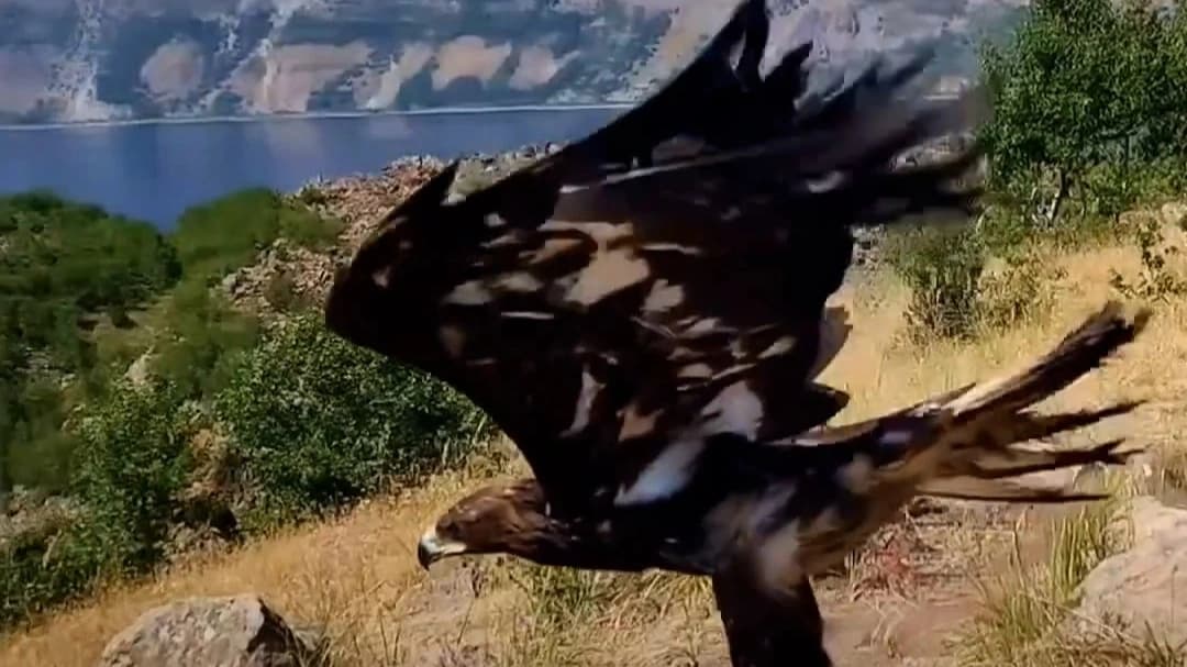 Tedavileri tamamlanan 5 yırtıcı kuş doğaya salındı