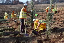 Yanan orman alanları iklime uygun şekilde ağaçlandırılıyor