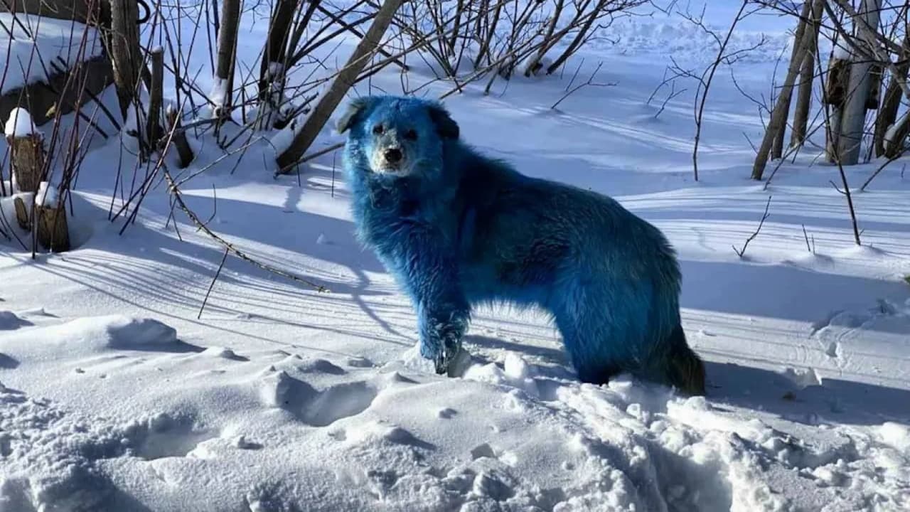 Rengi maviye dönen köpeklerden biri - UA