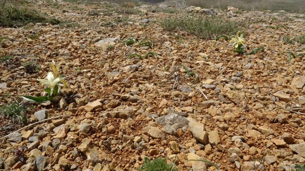 Peşmen Navruzu koparma yasağı