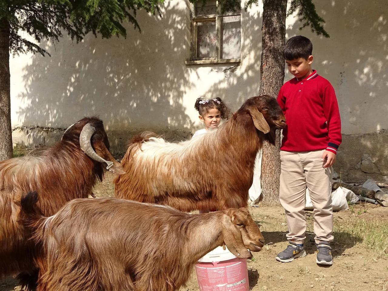 Köyde çoban sınavda şampiyon