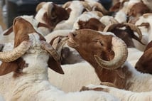 2026 vekaletle kurban kesim bedeli ne kadar? Diyanet ile 2026 vekaletle kurban bedelleri belli oldu mu?