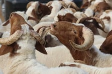 2026 vekaletle kurban kesim bedeli ne kadar? Diyanet ile 2026 vekaletle kurban bedelleri belli oldu mu?