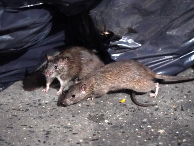 New York farelerin üremesini engellemek için doğum kontrol beslenmelerine geçti