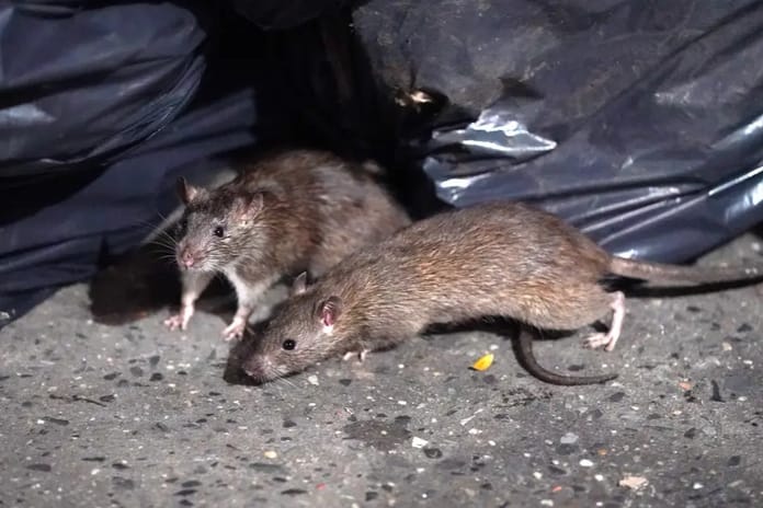 New York farelerin üremesini engellemek için doğum kontrol beslenmelerine geçti