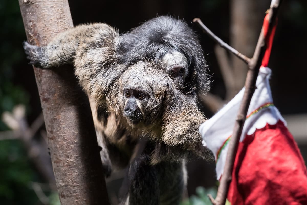 London Zoo’da maymunlara Noel sürprizi