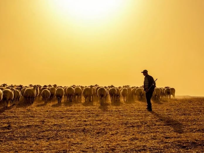 Hayvancılık sektörüne yabancı çoban desteği başvuruları başladı