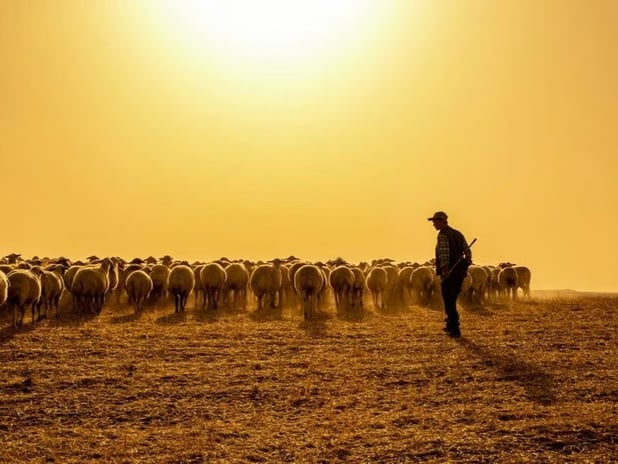 Hayvancılık sektörüne yabancı çoban desteği başvuruları başladı