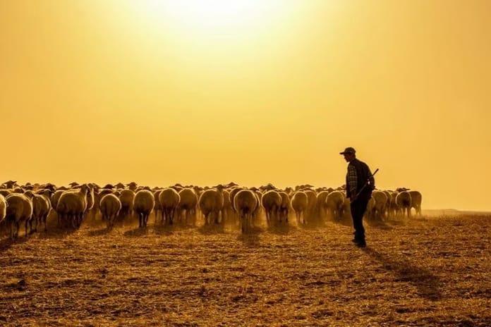 Hayvancılık sektörüne yabancı çoban desteği başvuruları başladı
