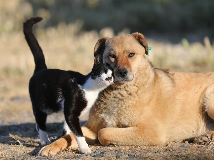 Çipsiz kedi ve köpeğe ceza başlıyor! Bugün son gün 