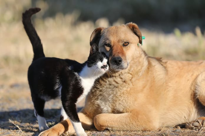 Çipsiz kedi ve köpeğe ceza başlıyor! Bugün son gün 