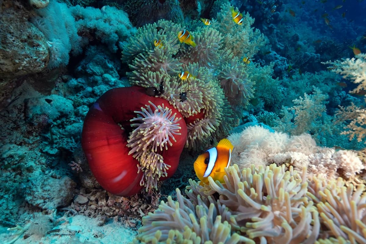Kızıldeniz'in altındaki harikalar diyarı