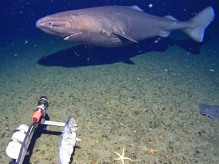 Antarktika’da ilk kez uyuyan köpekbalığı görüntülendi