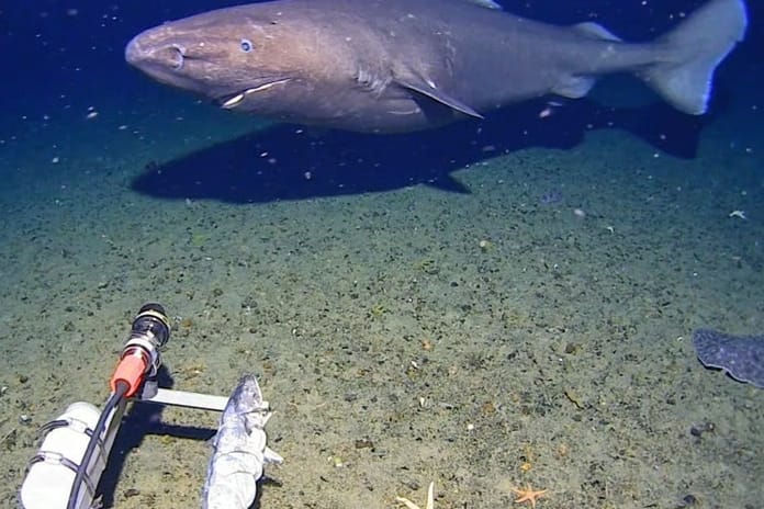 Antarktika’da ilk kez uyuyan köpekbalığı görüntülendi