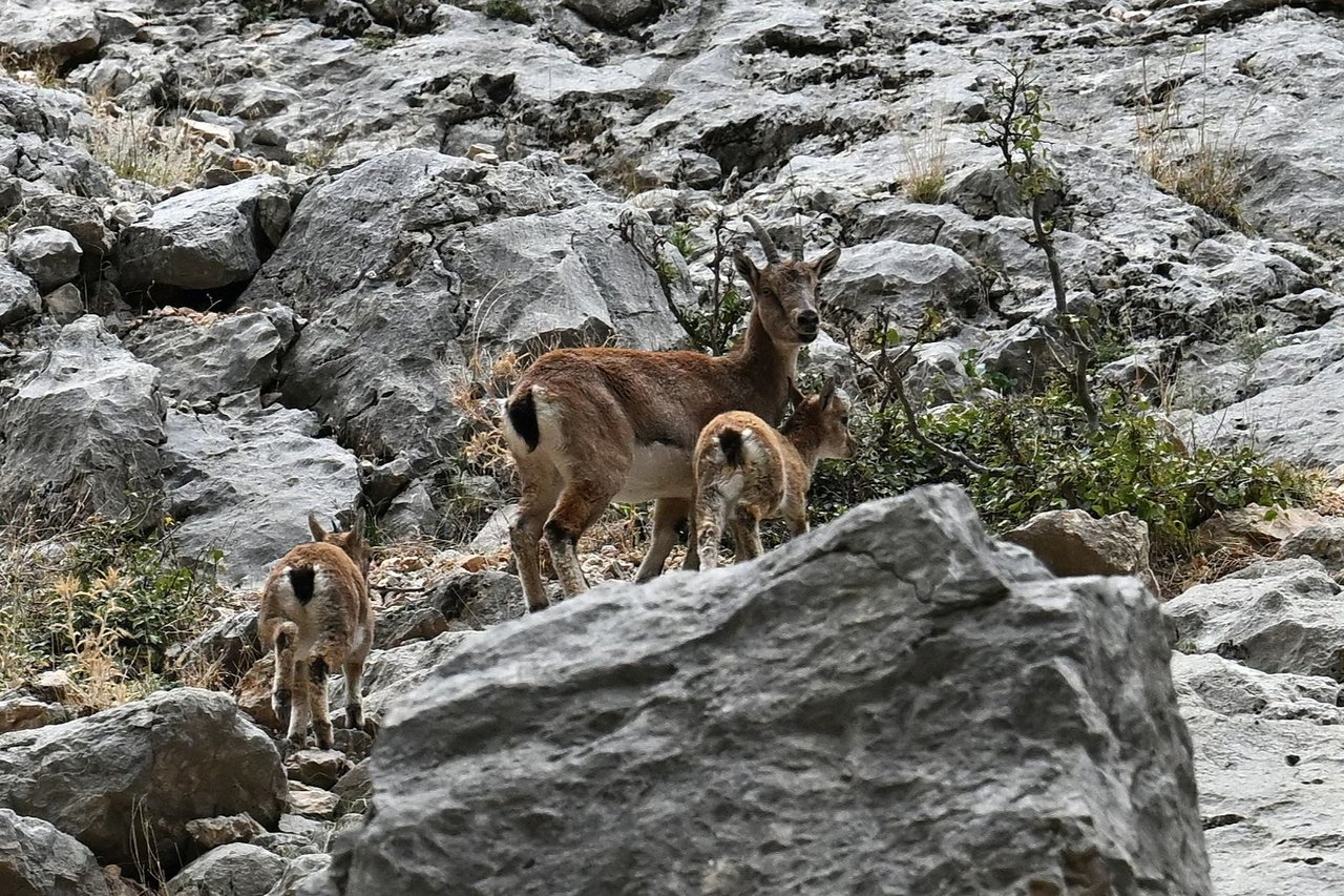 Karanlık Kanyon’da anne ve yavru dağ keçisi görüldü